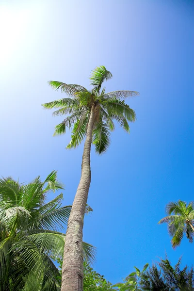 蓝蓝的天空背景上的椰子棕榈 — 图库照片