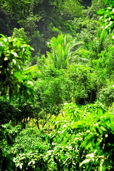 大的棕榈树在野生的热带雨林 — 图库照片