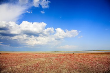 Tuz Gölü'nün sahilde Salicornia bitki