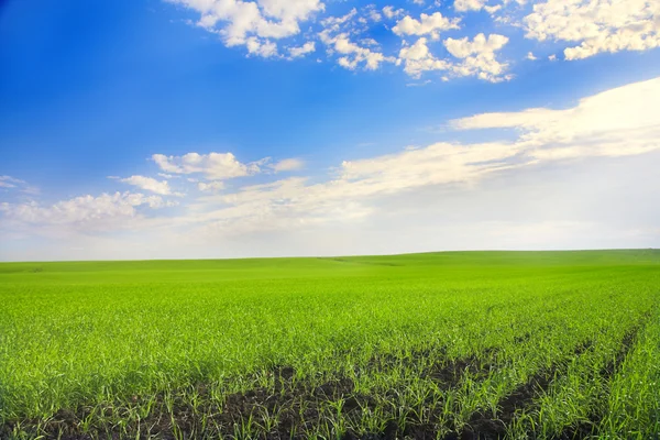 景观与农业领域和蓝蓝的天空 — 图库照片