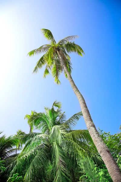Palmera de coco — Foto de Stock
