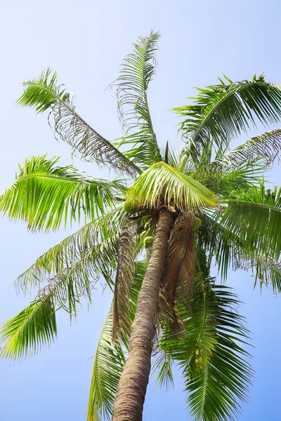 ココヤシの木 — ストック写真