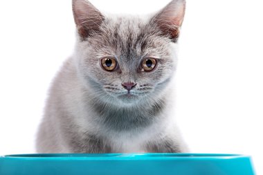 İngiliz yavru kedi