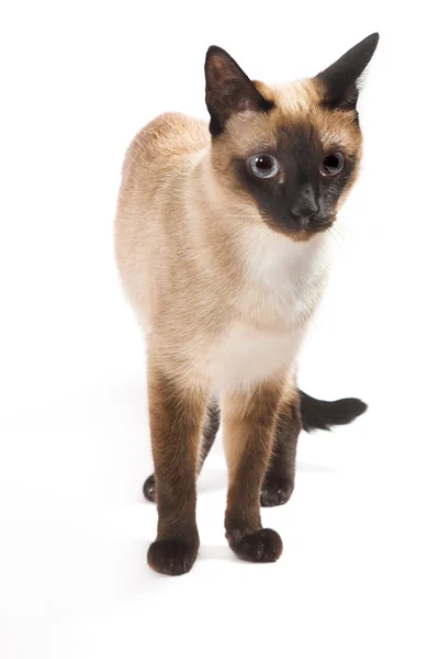 Siamská kočka — Stock fotografie