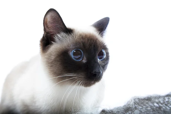 Сіамська кішка — стокове фото