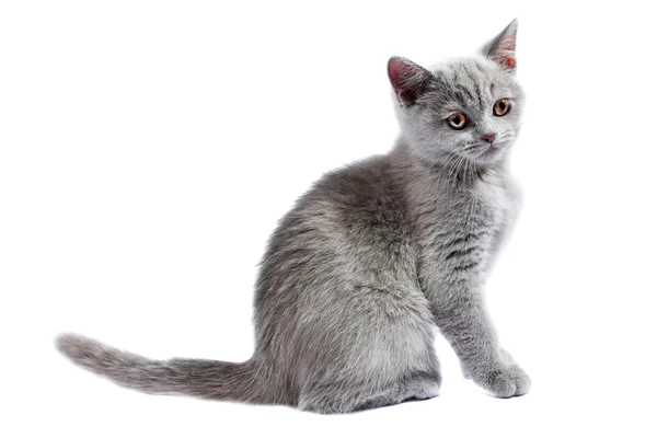 British kitten — Stock Photo, Image