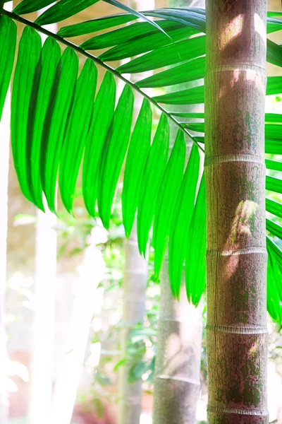 Areca palm — Stockfoto