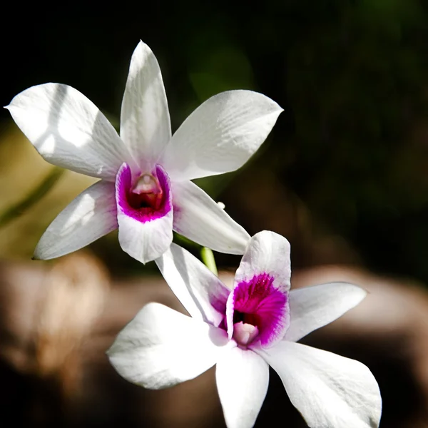 Orchidej květina — Stock fotografie