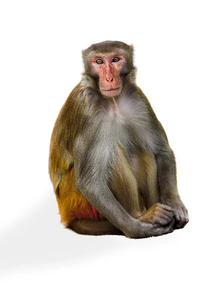Macaco — Foto Stock