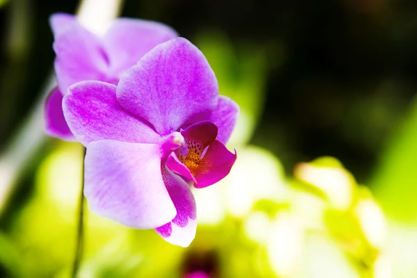 Flor de orquídea —  Fotos de Stock