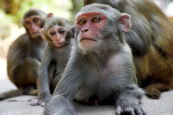 Maymun aile — Stok fotoğraf