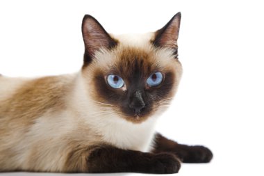 Siamese cat clipart