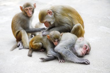 Monkey family clipart