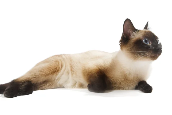 Сиамская кошка — стоковое фото