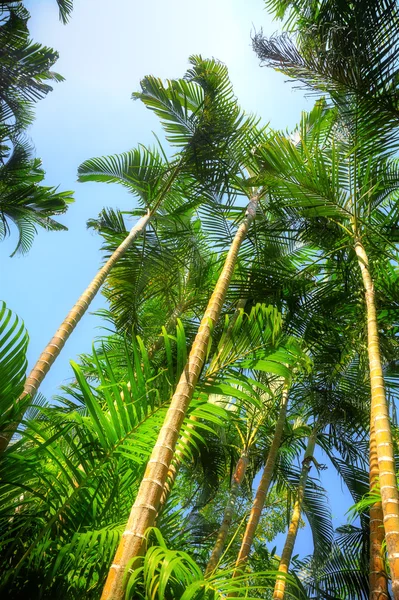 ビンロウジュの palm — ストック写真