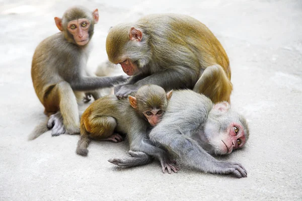 Affenfamilie — Stockfoto