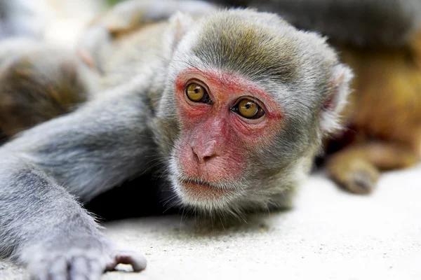 Macaco — Fotografia de Stock