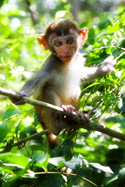 Macaque — Stock Photo, Image