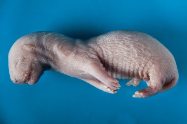 Mink embryo clipart
