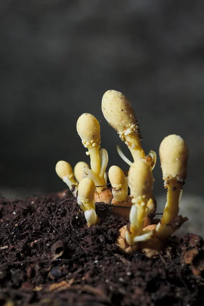 stock image Toadstools