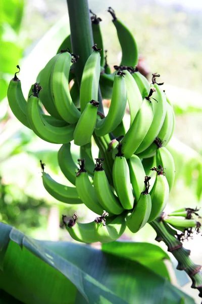 녹색 바나나 — 스톡 사진