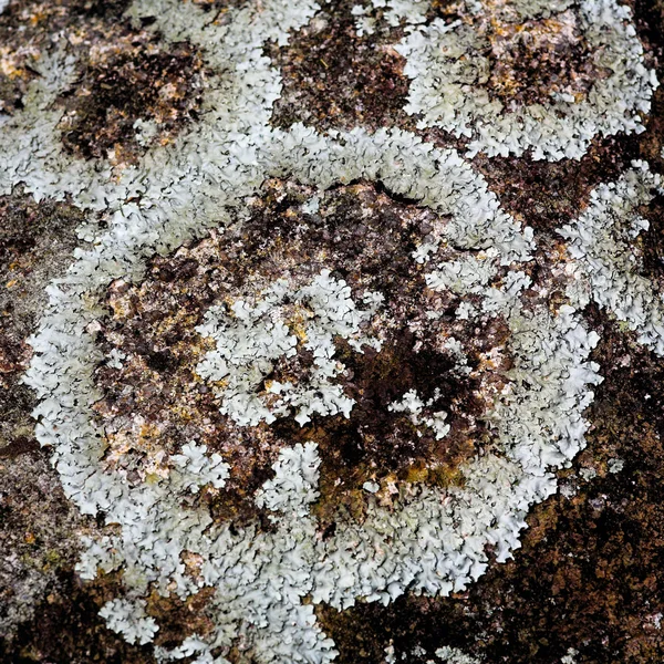 Lichen texture — Stock Photo, Image