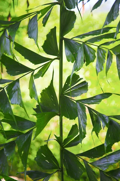 Leaves ornamental pattern — Stock Photo, Image