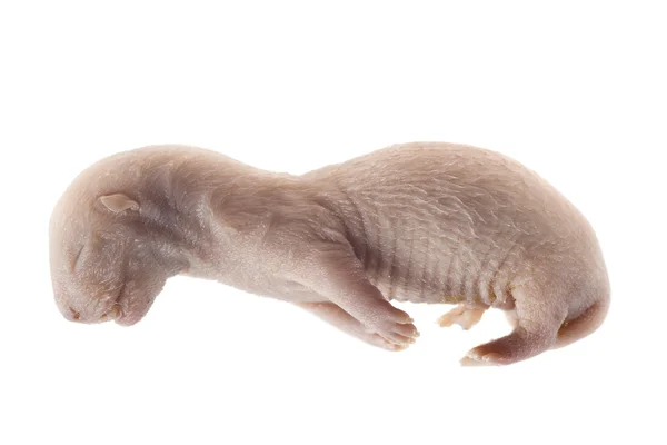 Эмбрион норки — стоковое фото