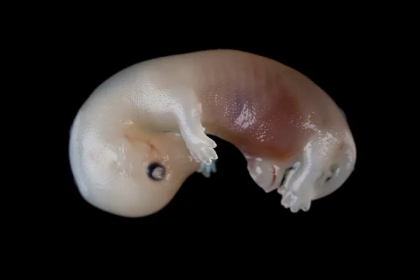 Έμβρυο βιζόν — Φωτογραφία Αρχείου