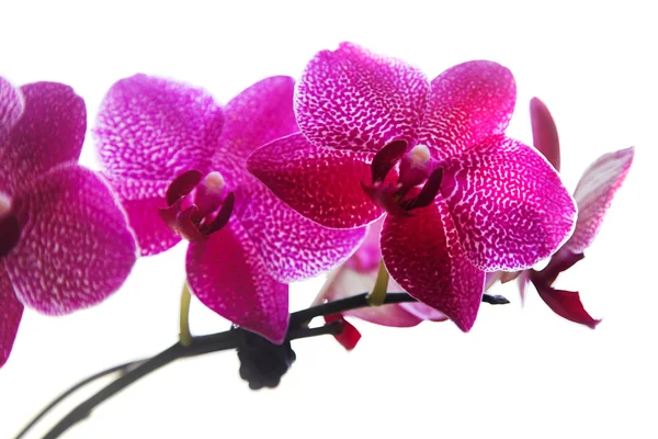 Орхидея Лицензионные Стоковые Изображения