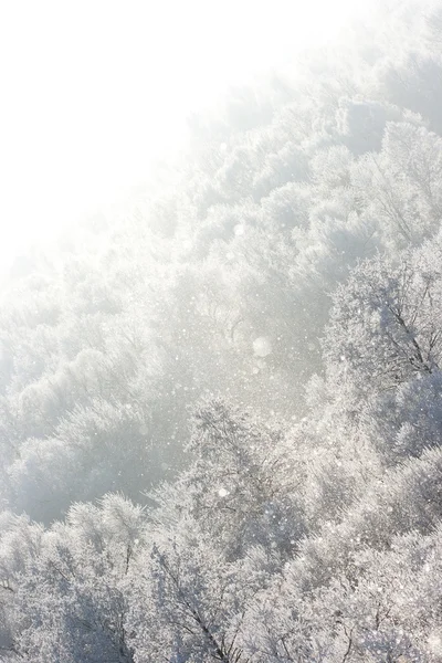 Tło Zimowe — Zdjęcie stockowe
