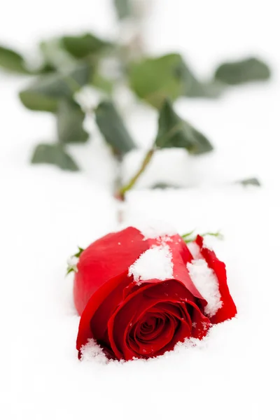 Stock image Rose in snow