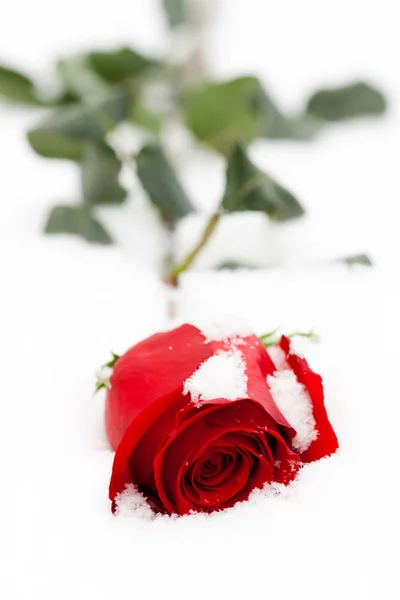 Τριαντάφυλλο Στο Χιόνι — Φωτογραφία Αρχείου
