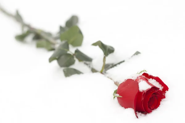 Stock image Rose in snow