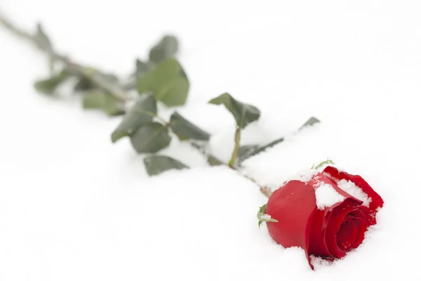 Róża Śniegu — Zdjęcie stockowe