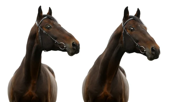 Portrait of bay horse — Stock Photo, Image