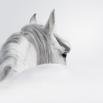 stock-photo-andalusian-horse-in-a-mist