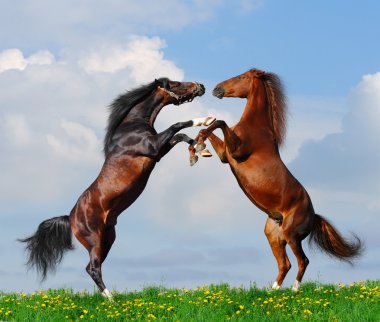 Battle of horses clipart