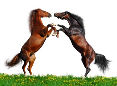 Battle of horses on green field clipart