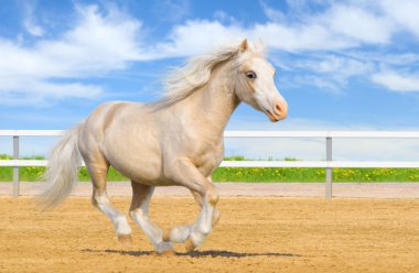 Welsh pony gallops clipart