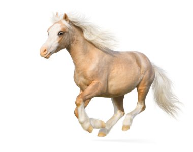 Welsh pony gallops clipart