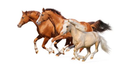 Картина, постер, плакат, фотообои "три лошади скачут
", артикул 5361451