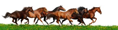 Herd gallops clipart