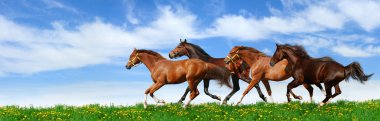 Herd gallops clipart