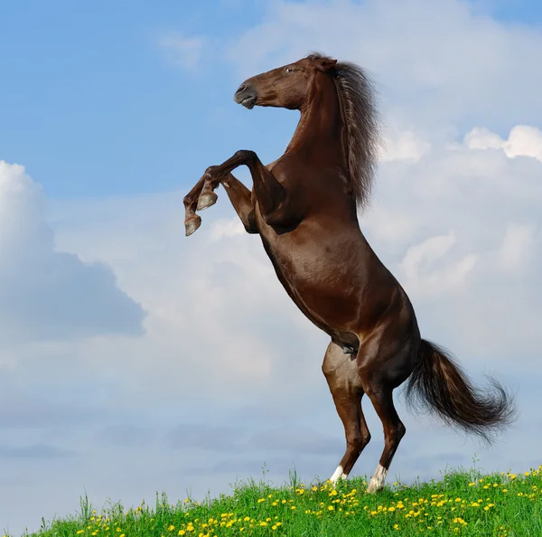 Bruin paard achterzijde — Stockfoto