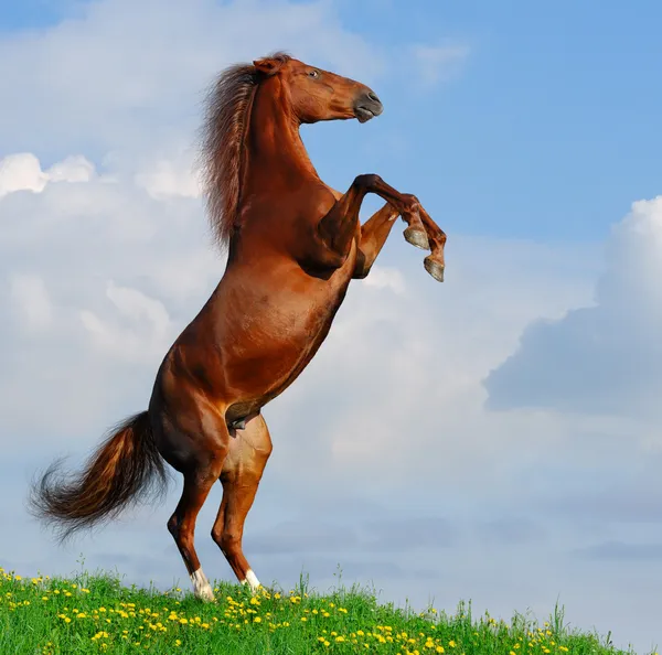 Sorrel cavalo traseiro — Fotografia de Stock