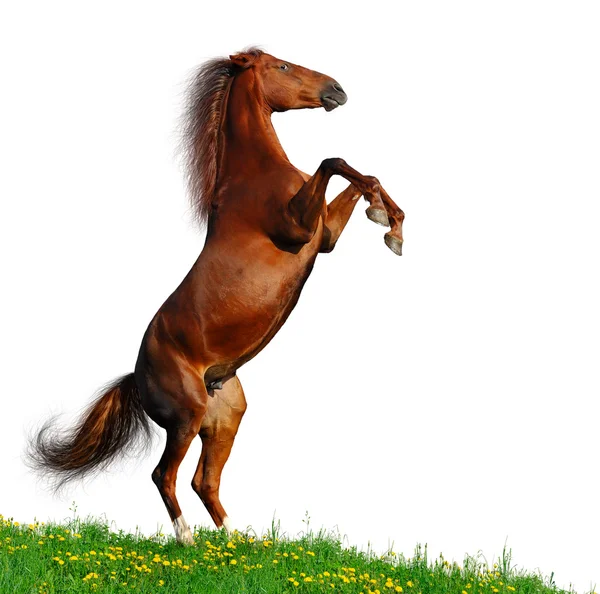 Zuring paard achterzijde — Stockfoto