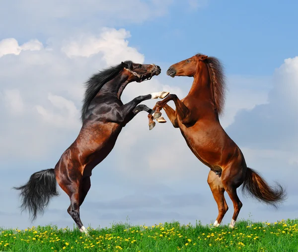 馬の戦い — ストック写真