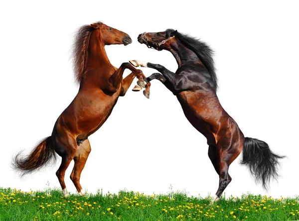 stock image Battle of horses on green field