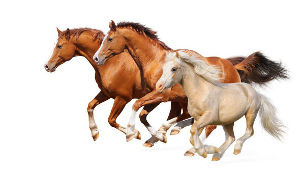 Three horses gallop